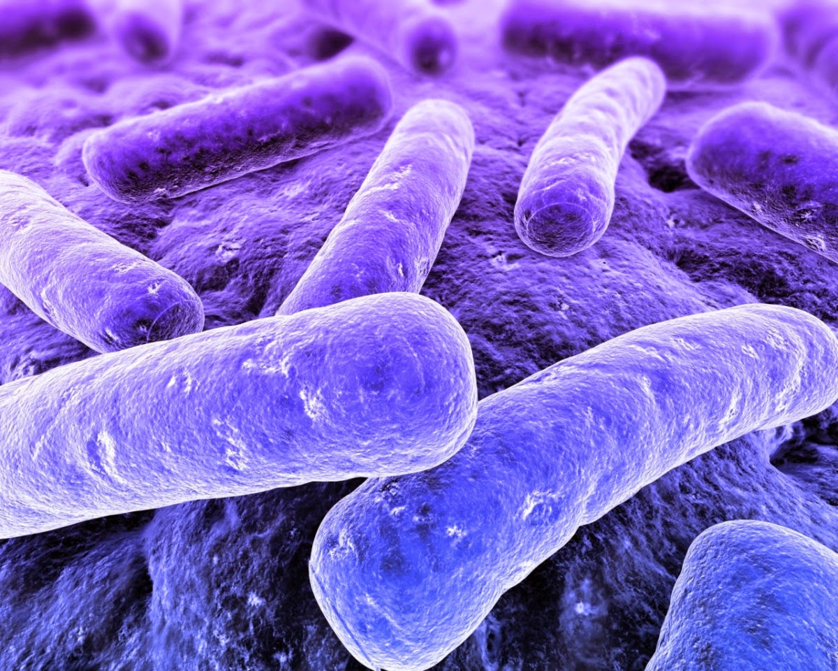 pengertian bakteri